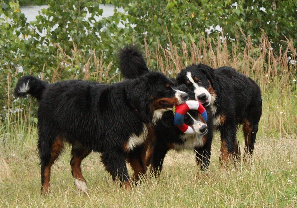 Společné koupání - červenec 2009
