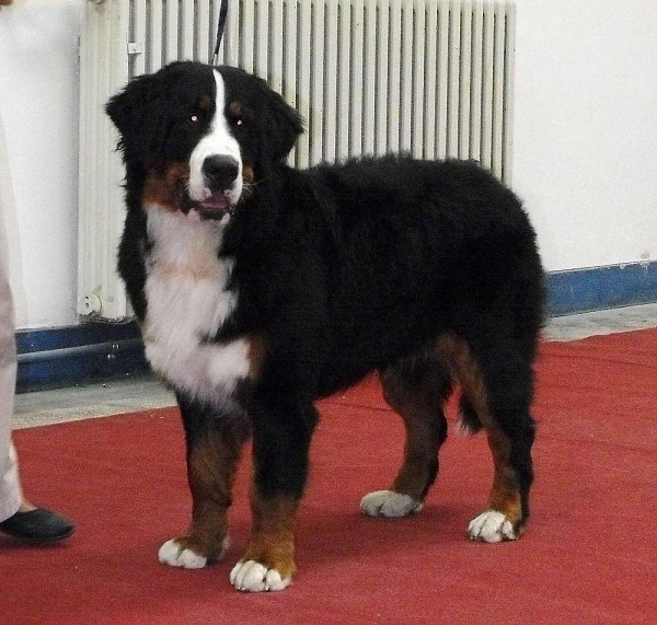 DUO CACIB Zagreb (HR) - 21.-22.11. 2009