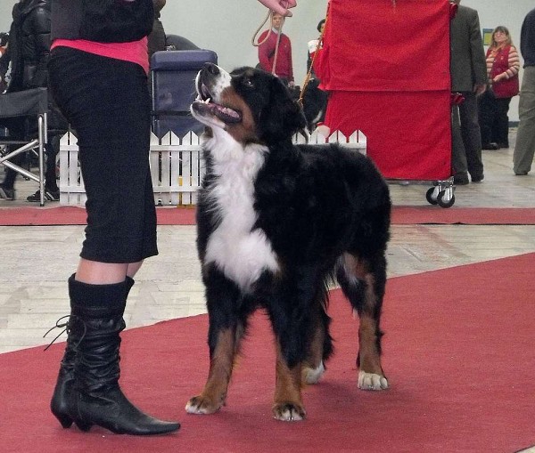 DUO CACIB Zagreb (HR) - 21.-22.11. 2009