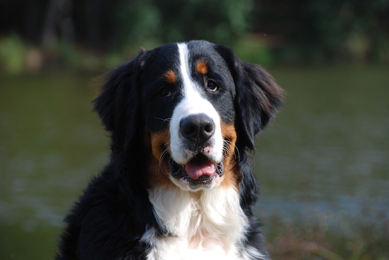 Marty - Klubová výstava Zár. Lhota 3.10.2009 