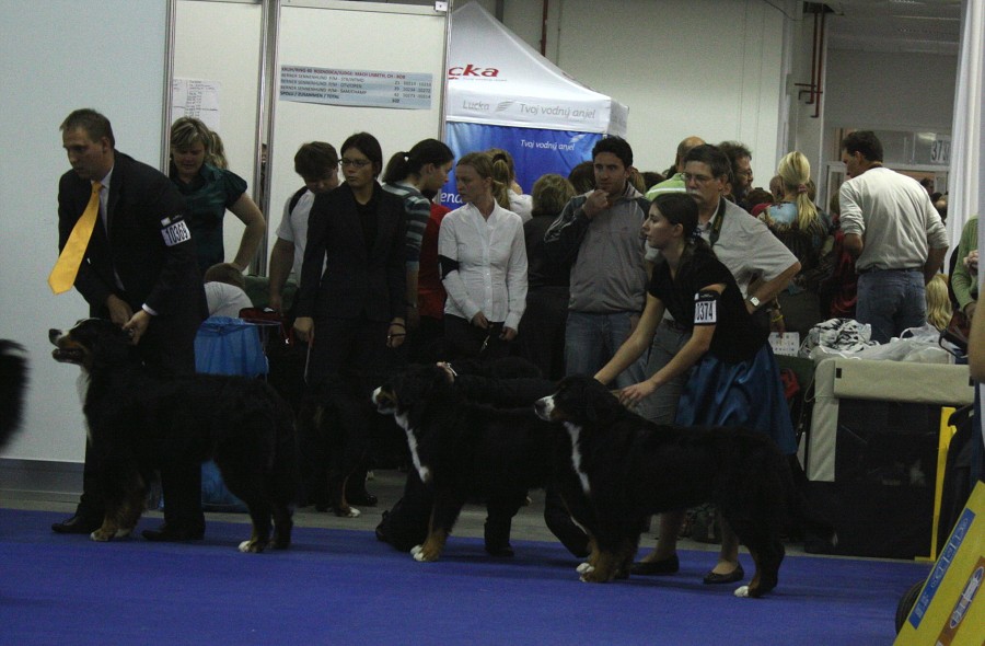 Cita - World Dog Show 2009 - Bratislava