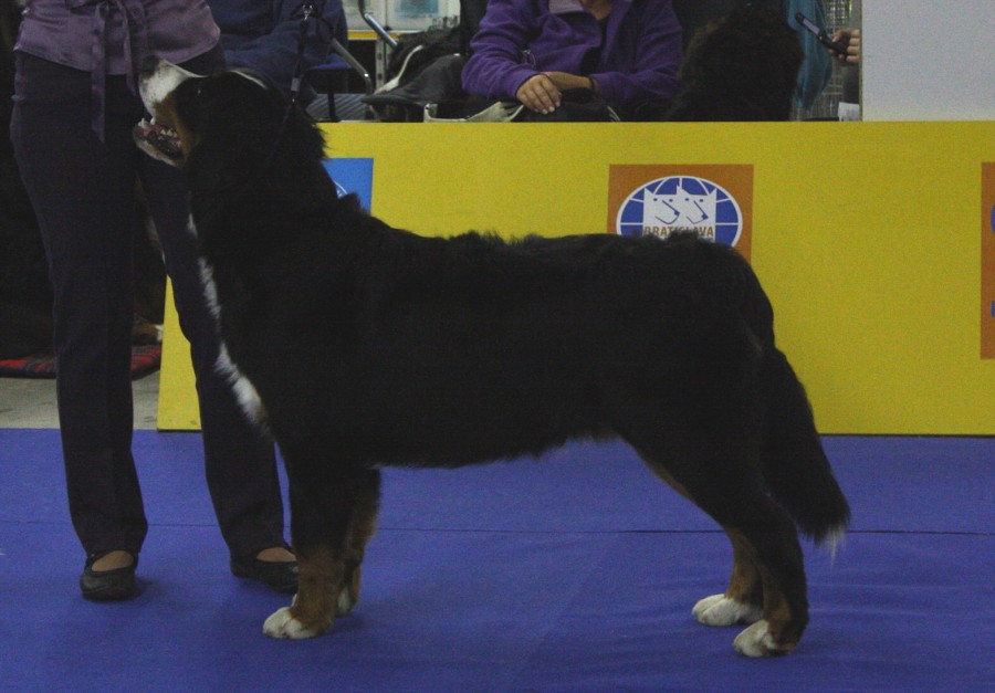 Márty  - World Dog Show 2009 - Bratislava