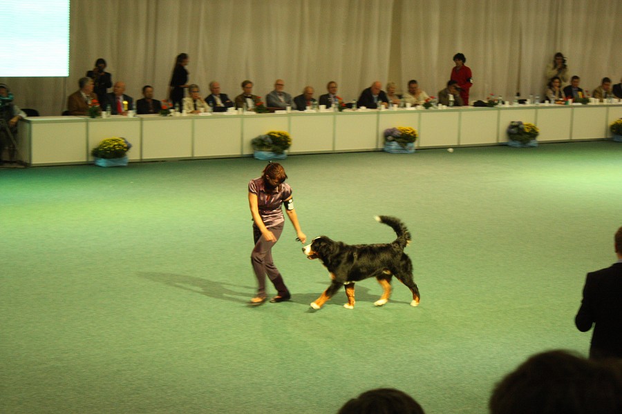 Márty  - World Dog Show 2009 - Bratislava