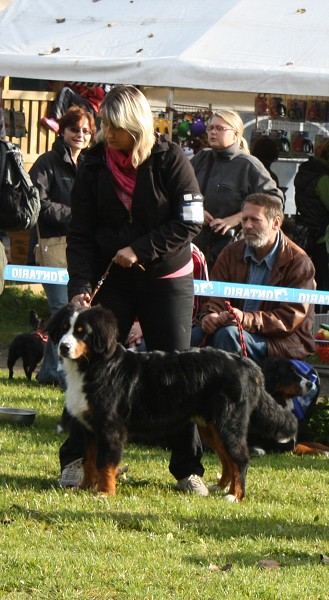 Avery Ladyca Bern - VN1 a Nejlepší dorost SV (6 měsíc