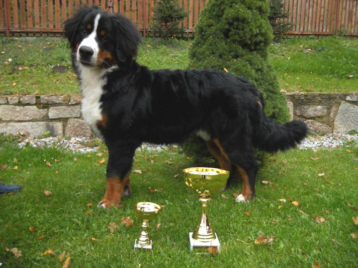 Avery Ladyca Bern - VN1 a Nejlepší dorost SV (6 měsíc