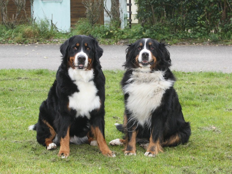 Vrh A - Svod mladých 