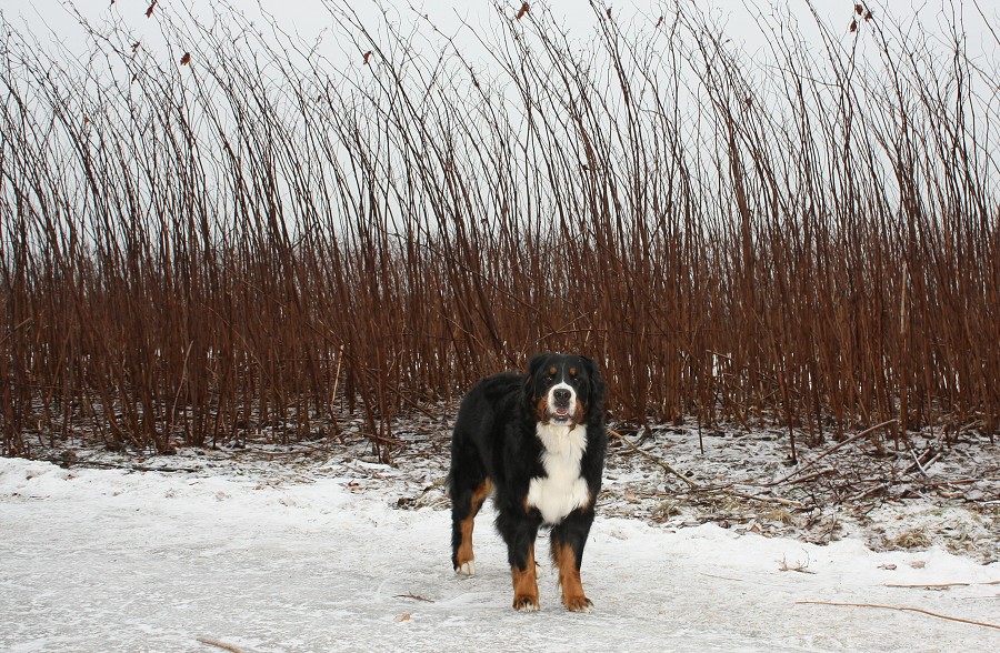 cesta do Švédska / trip to Sweden
