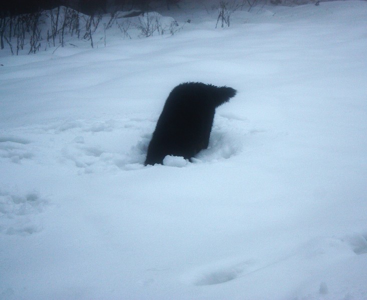 Orlické hory - Silvestr 2011