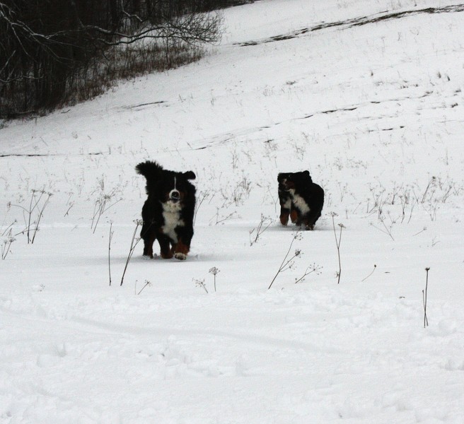 Orlické hory - Silvestr 2011
