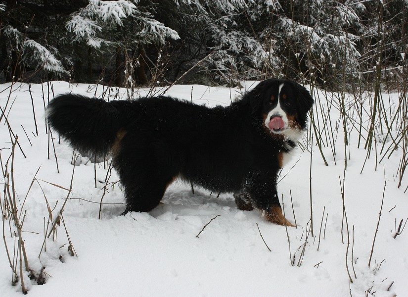 Orlické hory - Silvestr 2011