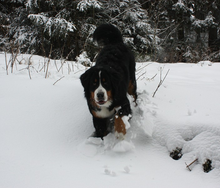 Orlické hory - Silvestr 2011