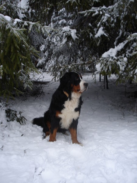 Orlické hory - Silvestr 2011