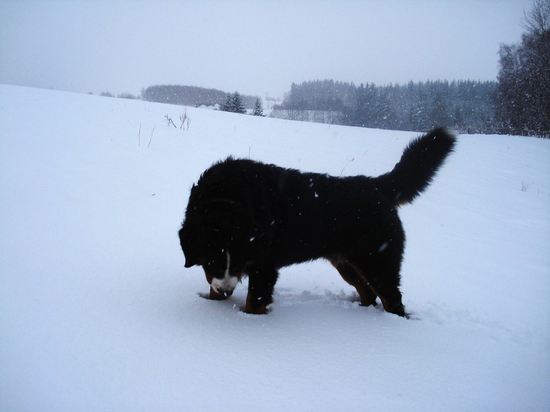 Orlické hory - Silvestr 2011