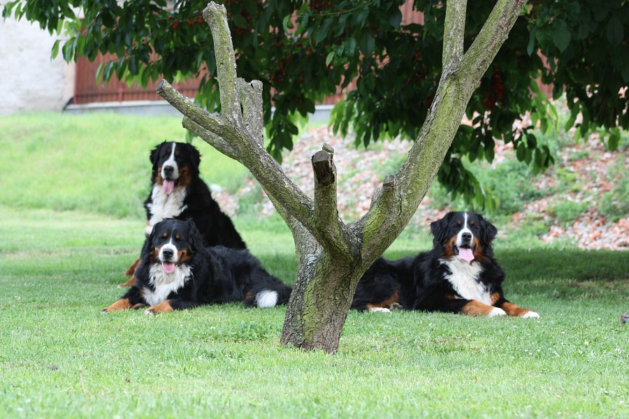 Ladycabern - naše smečka společně na zahradě