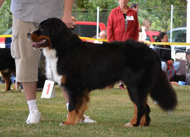 CACIB Mladá Boleslav