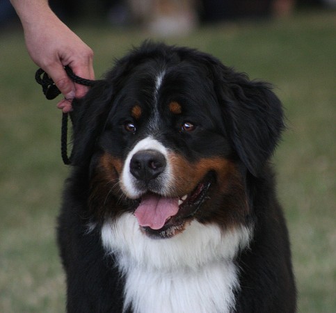 CACIB Mladá Boleslav