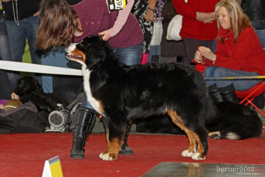 CAC Brno - Brionny Ruth - Výborná
