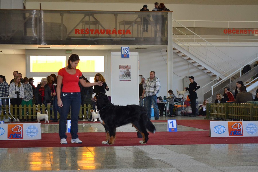 DUO Nitra - Prosinec 2012 - November