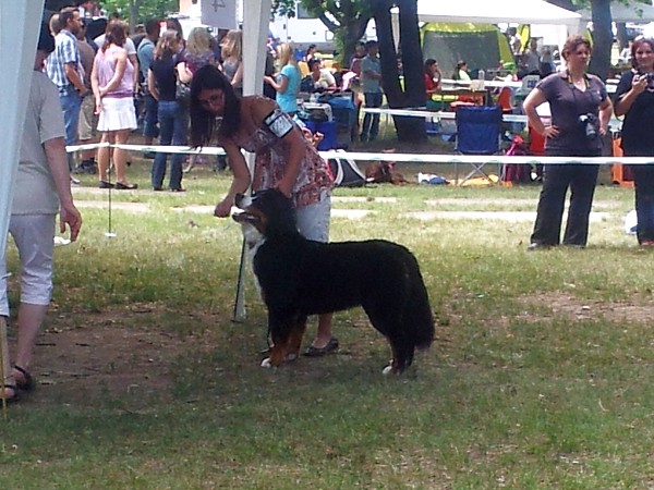 CAC Senec a DUO CACIB Nitra- Brionny Ruth Ladyca 