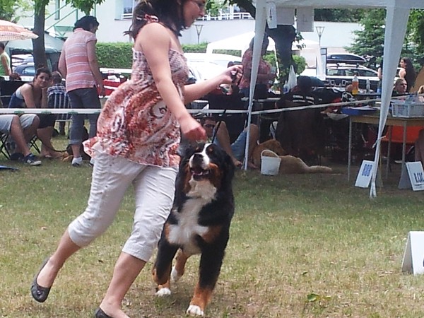 CAC Senec a DUO CACIB Nitra- Brionny Ruth Ladyca 