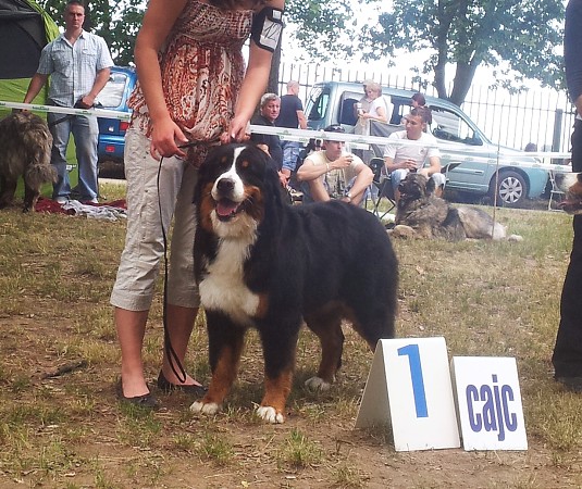 CAC Senec a DUO CACIB Nitra- Brionny Ruth Ladyca 