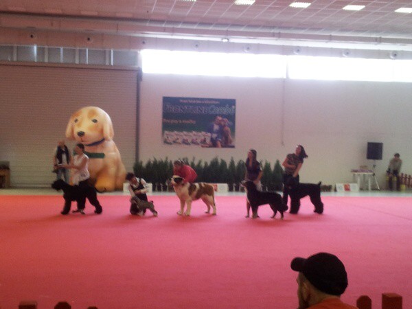 CAC Senec a DUO CACIB Nitra- Brionny Ruth Ladyca 