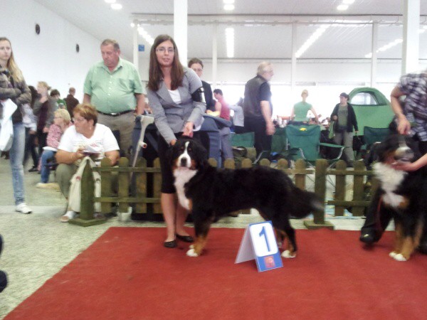 CAC Senec a DUO CACIB Nitra- Brionny Ruth Ladyca 