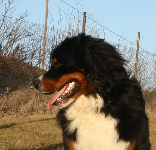 Baltic Max a Brionny Ruth - Leden 2012