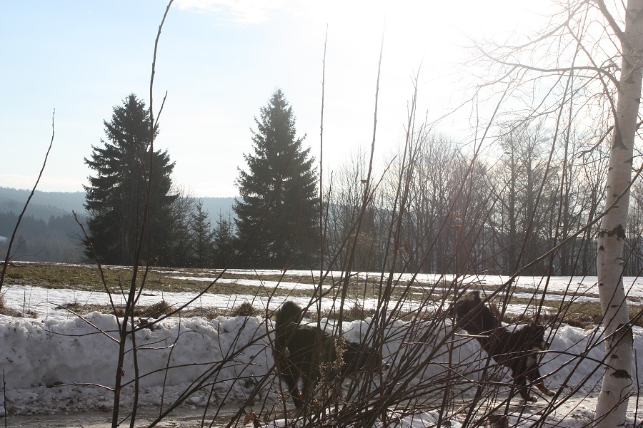 Nový rok 2013