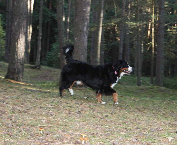 Procházka v říjnovém lese