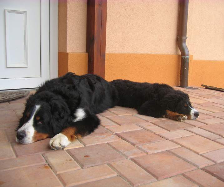 33 - siesta 