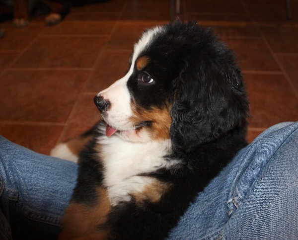 Marty -  z Austrálie až do Čech