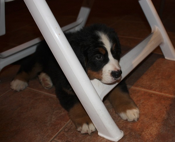 Marty -  z Austrálie až do Čech