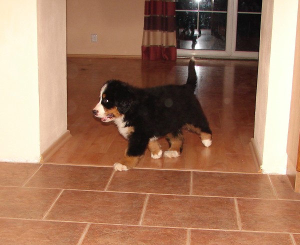 Marty -  z Austrálie až do Čech