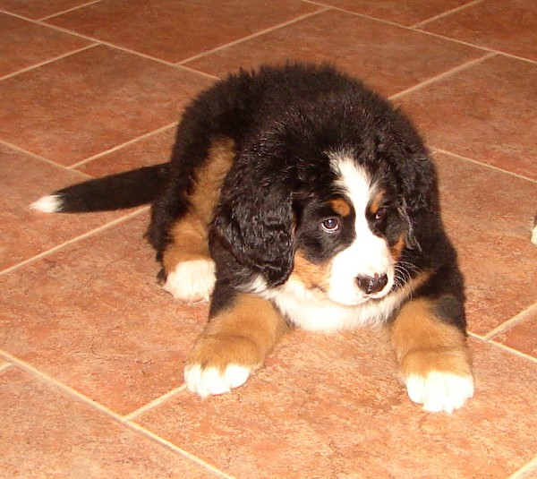 Marty -  z Austrálie až do Čech