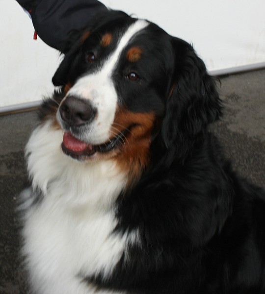 Bonitace Mladá Boleslav 