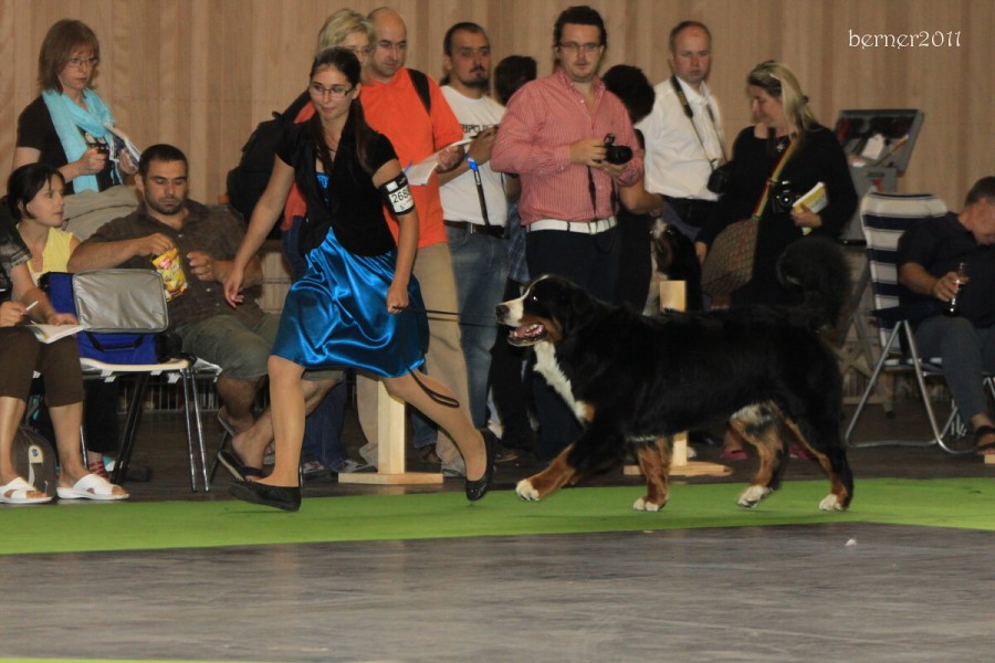 Paris - World Dog Show 7.-8.7.2011