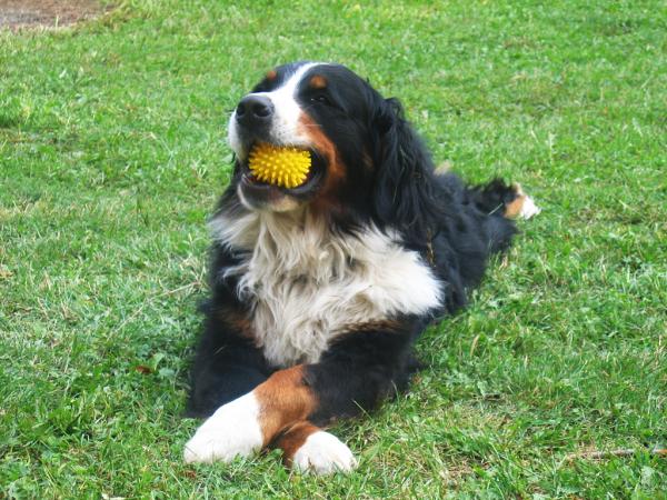 Jsem 3 letá psí dáma