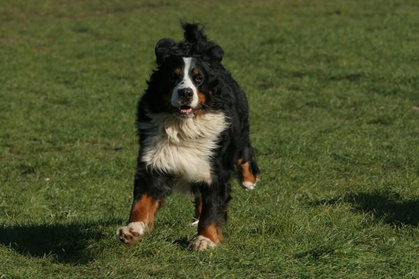 Jsem 3 letá psí dáma