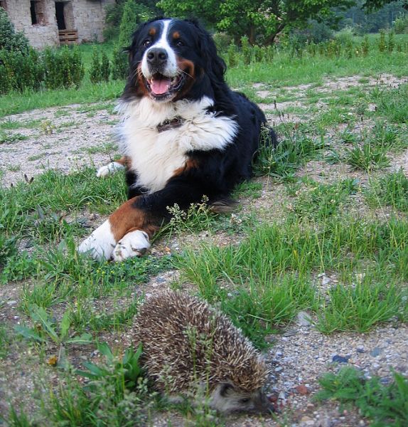 3 r. ježka už to nebaví 