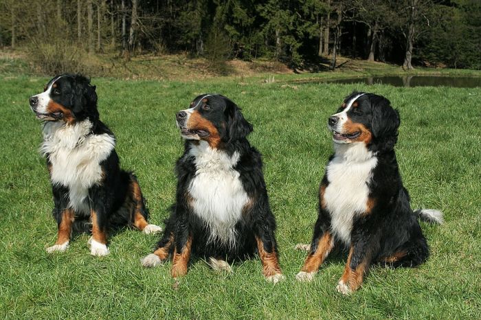 Jizbice_Cathy_Ambra_Corie 