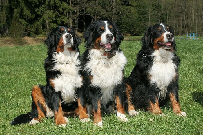 Jizbice_Eri_Cathy a Ambra 