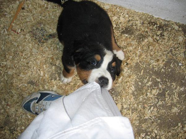 měs. 2. - chci také nohavici.jpg 