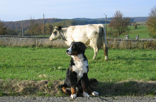 měs. 5. - kravička je hodná.jpg 