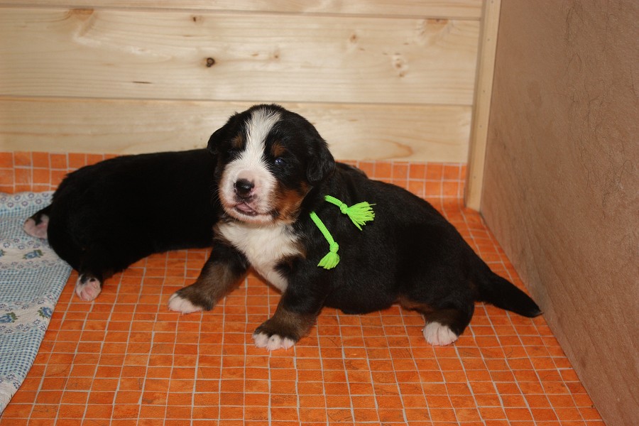 Galerie 3. týden momentky