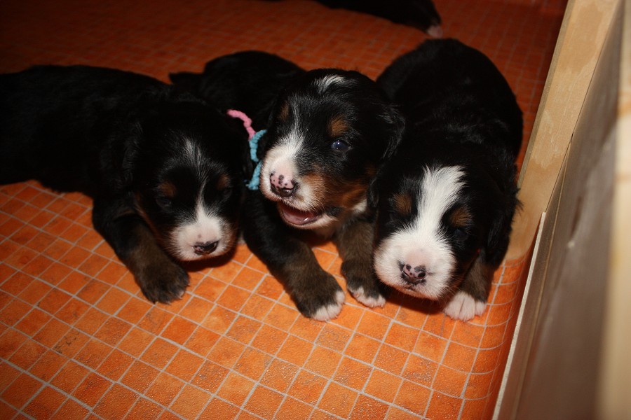 Galerie 3. týden momentky