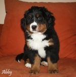abby