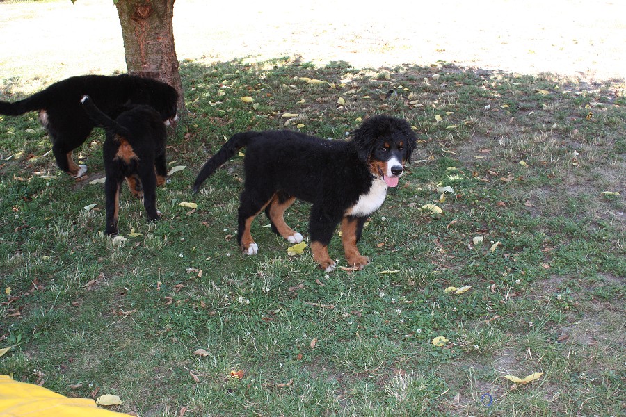 Sraz štěňátek - Anakin, Avery, Abby 