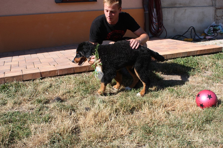 Sraz štěňátek - Anakin, Avery, Abby 