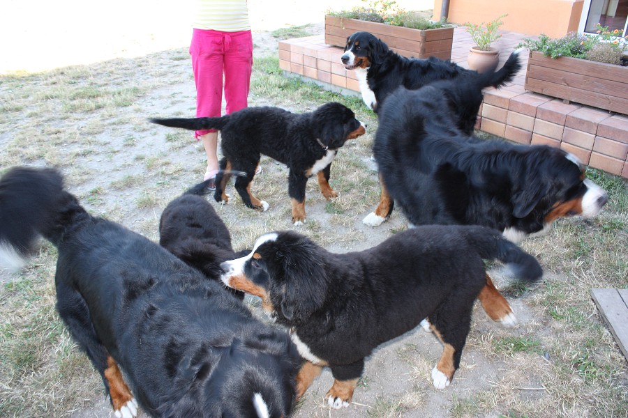 Sraz štěňátek - Anakin, Avery, Abby 